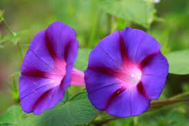 Fothergill's Seeds - Flowers