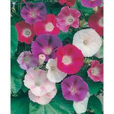 Fothergill's Seeds - Flowers