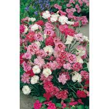 Fothergill's Seeds - Flowers