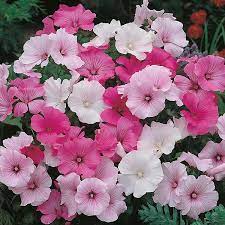 Fothergill's Seeds - Flowers