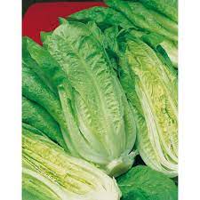 Fothergill's Seeds - Vegetable Tape