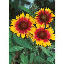 Fothergill's Seeds - Flowers