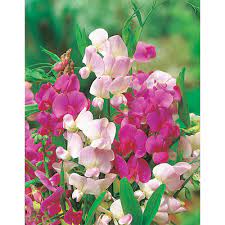 Fothergill's Seeds - Flowers