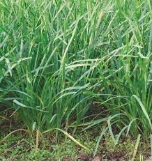 West Coast Seeds - Herbs