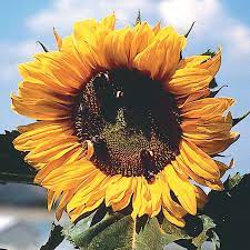 West Coast Seeds - Flowers - Sunflowers
