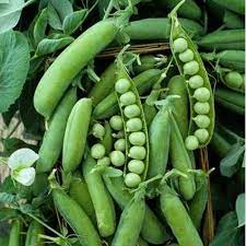 West Coast Seeds - Peas