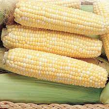 West Coast Seeds - Corn
