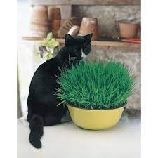 Fothergill's Seeds - Herbs