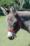 Burwash - Marine Line - Rope Halter for Miniature Donkey