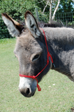 Burwash - Marine Line - Rope Halter for Miniature Donkey