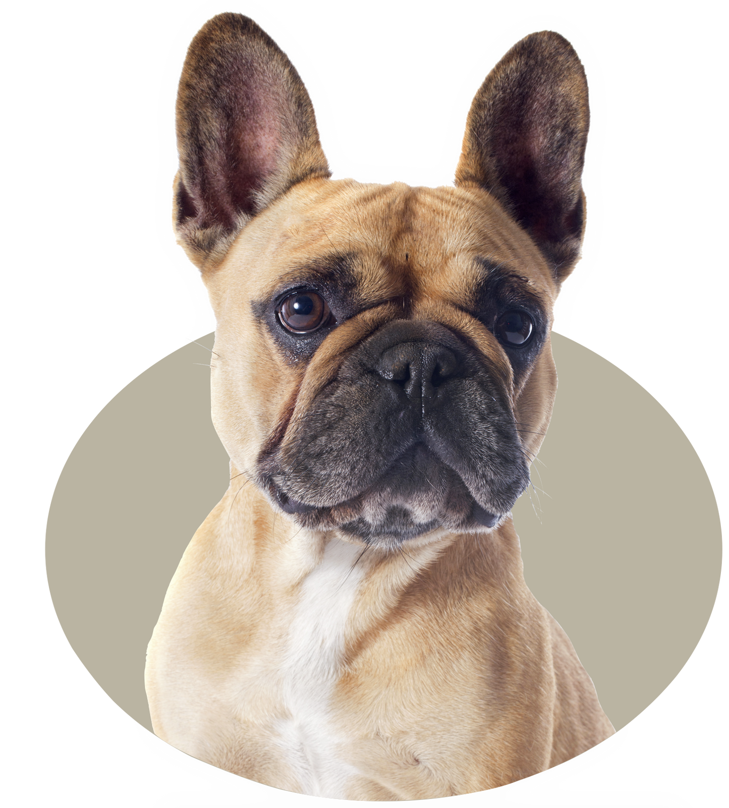 K-9 Choice - Pure Green Tripe