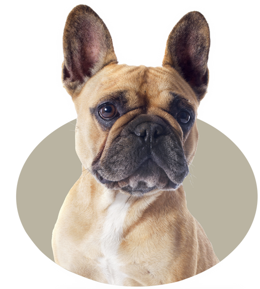 K-9 Choice - Pure Green Tripe