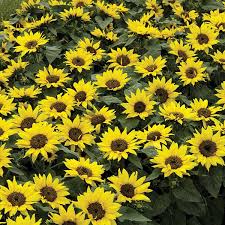 Fothergill's Seeds - Flowers