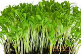 Fothergill's Seeds - Micro Greens