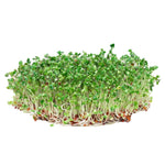 Fothergill's Seeds - Micro Greens