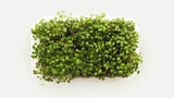 Fothergill's Seeds - Micro Greens