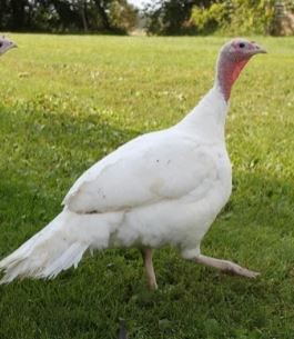 Classic Mini Turkey Poults (Chicks) - (Unsexed) - Shipment - May 8th, 2024