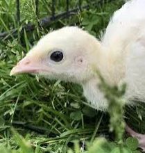 July 16th, 2025 - Classic Mini Turkey Poults (Chicks) - Shipment 2 -(Unsexed)