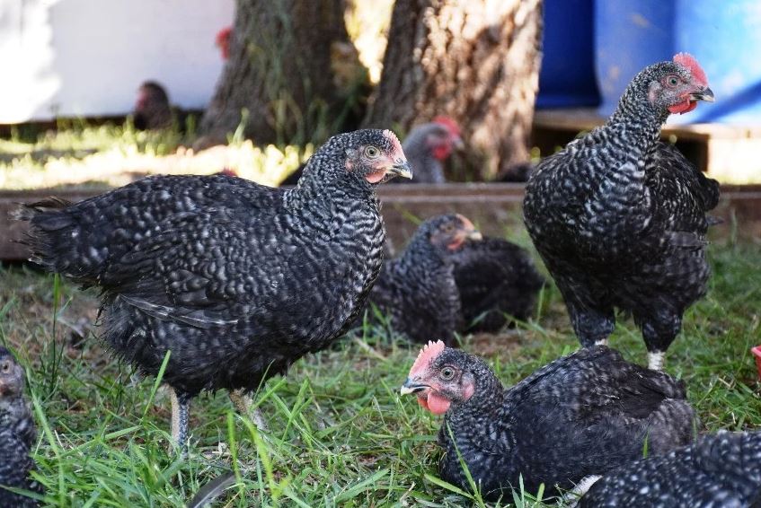 Broiler (Meat) Chicks - Mistral Gris (Unsexed) - Shipment 1 - May 14th, 2025