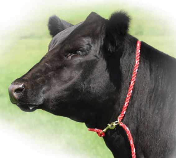 Cattle Adjustable Neck Tie