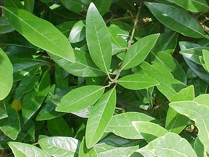 Lucy Loo - Premium Oils