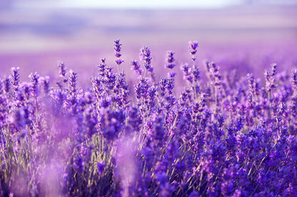 Lucy Loo - Essential Oils
